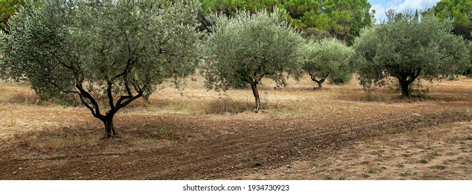 Olive Trees In France In A Sunny Day