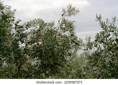 Olive trees full of olives. Gemlik olive tree gardens. Selective focus. Gemlik district. Turkey.