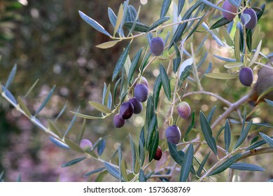 Olive trees full of olives, harvest olive oil production.  