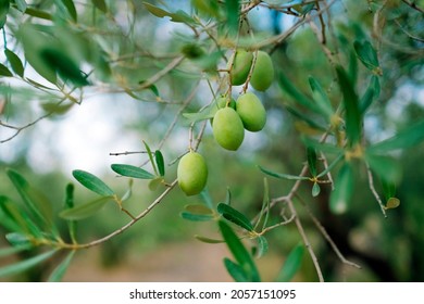 Olive trees garden. Olive field ready for harvest. Greece olive`s grove with ripe fresh olives.