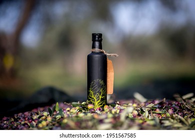 Olive Trees Garden. Mediterranean Olive Field Ready For Harvest. Italian Olive's Grove With Ripe Fresh Olives. Fresh Olives. Olive Farm. Fresh Olives Oil