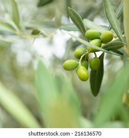 Olive trees garden, mediterranean olive field ready for harvest. Toned. - Shutterstock ID 216136570
