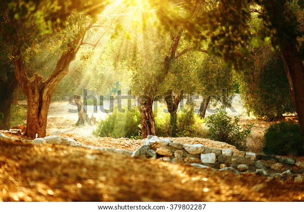 Olive trees garden.\
Mediterranean olive orchard with old olive tree. Vintage toned\
rural scene