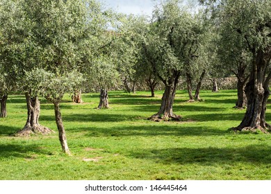 Olive Trees At The Garden Near Cannes, France