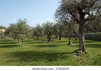 Olive Trees At The Garden Near Cannes, France