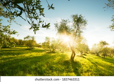Olive trees garden in Tuscany, Italy - Shutterstock ID 1837463311