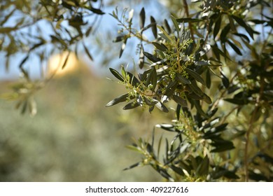   Olive Trees In Gethsemane Garden, Israel