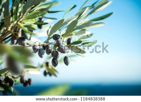 Similar – Image, Stock Photo Olive branch at the sea in Greece