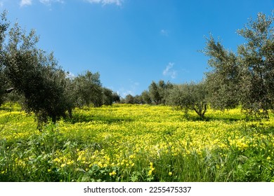 Olive trees grove in the Mediterranean island of Crete, Greece. - Shutterstock ID 2255475337