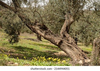 Olive trees grove on hills in spring time with blossom of yellow wild flowers, Andalusia, Spain - Shutterstock ID 2144944051