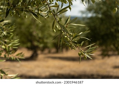Olive trees growing in rows on a Greek Olive Farm. Greek countryside scene. Many Olives on old trees. traditional scene of Greece.
