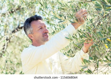 Olive trees. Handsome man posing in olive trees garden. Male portrain over mediterranean olive field ready for harvest. Confident mature man in italian olive's grove with ripe fresh olives. Olive farm - Powered by Shutterstock