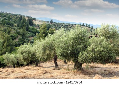 Olive Trees Hill