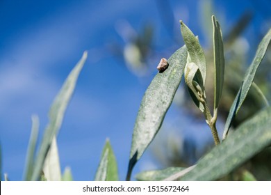 Olive trees infected by the dreaded bacteria called Xylella fastidiosa, is known in Europe as the ebola of the olive tree, Jaen, Andalucia, Spain
