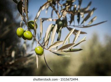 Olive trees infected by the dreaded bacteria called Xylella fastidiosa, is known in Europe as the ebola of the olive tree, Jaen, Andalucia, Spain