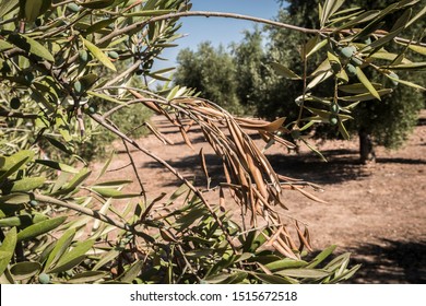 527 Olive Tree Diseases Images, Stock Photos & Vectors | Shutterstock