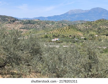 Olive trees in Malaga province in the springtime - Shutterstock ID 2178201311
