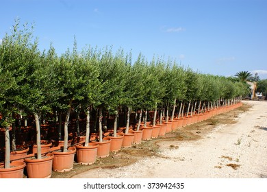 Olive trees. Nursery for plants