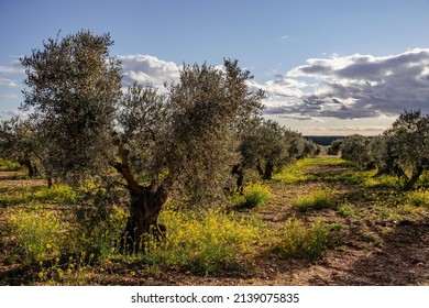 Olive trees (Olea europaea) field with  springtime blooming yellow flowers - Shutterstock ID 2139075835