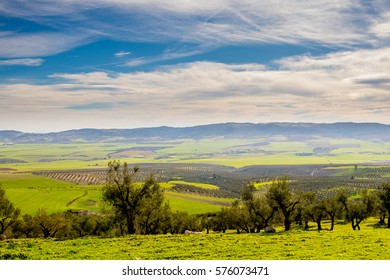 633 Olive Trees Tunisia Images, Stock Photos & Vectors 