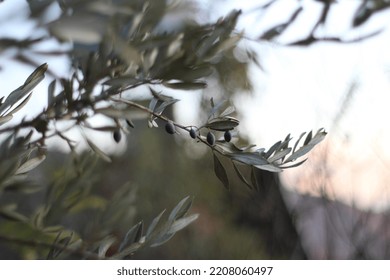 Olive Trees In Palestine, A Branch Of An Olive Tree.