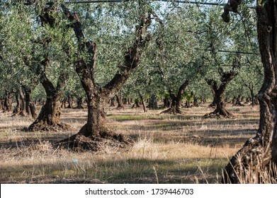 Olive Trees In Puglia Region Italy