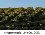 olive trees , Quesada, Natural Park of the Sierras de Cazorla, Segura and Las Villas, Jaén province, Andalusia, Spain