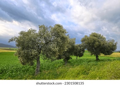 Olive trees in a rainy spring day in evening time - Shutterstock ID 2301508135