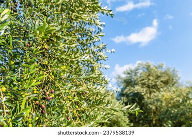 Olive trees ready for harvest and clear skies
 - Powered by Shutterstock