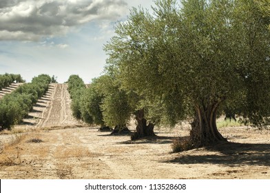 Olive trees in a row. Plantation and cloudy sky - Shutterstock ID 113528608