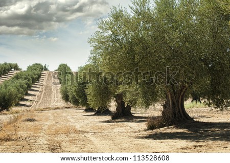 Olive trees in a row. Plantation and cloudy sky