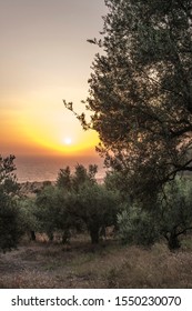 Olive Trees, Sea And Sunset. Kalamata, Greece