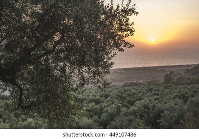 Olive Trees, Sea And Sunset. Kalamata, Greece