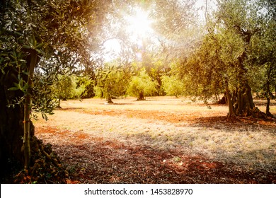 Olive Trees In A Sunny Olive Garden View