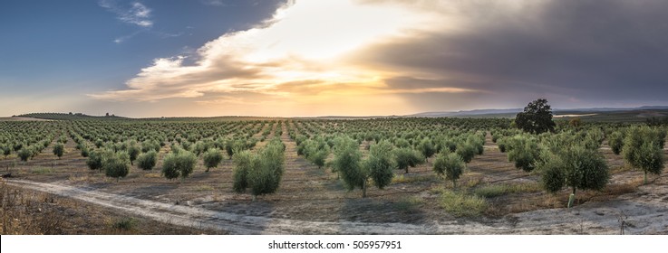 Olive Trees At Sunset. Sun Rays