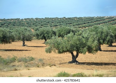 Olive Trees, Tunisia, Africa