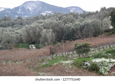 Olive Trees In Winter, Calabria, Italy