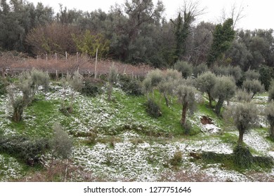 Olive Trees In Winter, Calabria, Italy