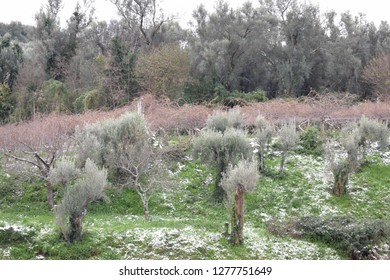 Olive Trees In Winter, Calabria, Italy