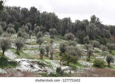 Olive Trees In Winter, Calabria, Italy