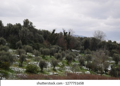 Olive Trees In Winter, Calabria, Italy