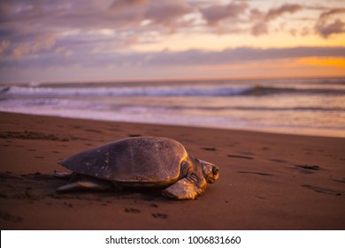 Olive turtle (Pacific coast of Guanacaste) on the Ostional beach during the ocean sunset, - Shutterstock ID 1006831660