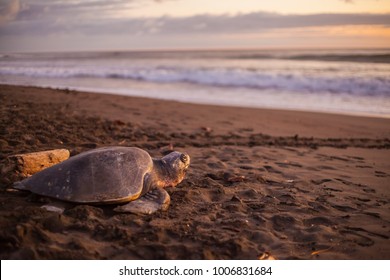 Olive turtle (Pacific coast of Guanacaste) on the Ostional beach during the ocean sunset, - Shutterstock ID 1006831684