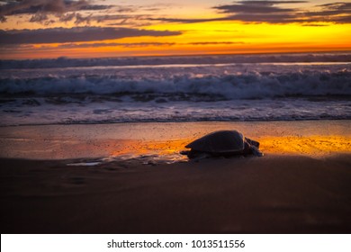 Olive turtle (Pacific coast of Guanacaste) on the Ostional beach during the ocean sunset,