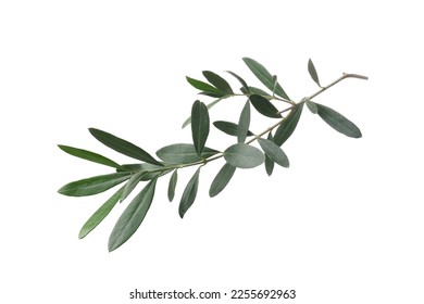 Olive twig with fresh green leaves isolated on white - Shutterstock ID 2255692963