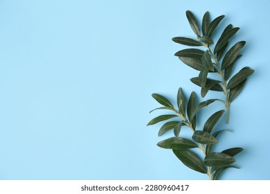 Olive twigs with fresh green leaves on light blue background, flat lay. Space for text స్టాక్ ఫోటో