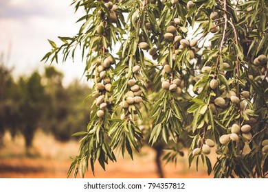 Olive Wood In Orchard