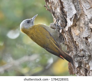 Olive Woodpecker, Dendropicos Griseocephalus, Bird