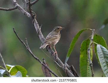 The olive-backed pipit (Anthus hodgsoni) is a small passerine bird of the pipit (Anthus) genus, which breeds across southern, north central and eastern Asia, and winter migrant to India.