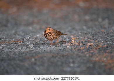 The olive-backed pipit ( Anthus hodgsoni) is a small passerine bird of the pipit ( Anthus) genus